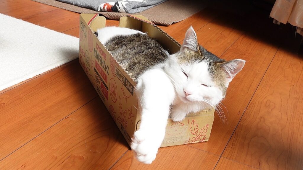 A young cat with white fur and a striped gray patch on her back sleeps in a long cardboard box, with her front paw dangling over the edge