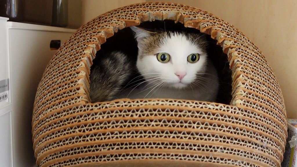 A young cat with a white face sits inside a cat bed made from corrugated cardboard formed into a sphere. She looks concerned about something she sees outside.