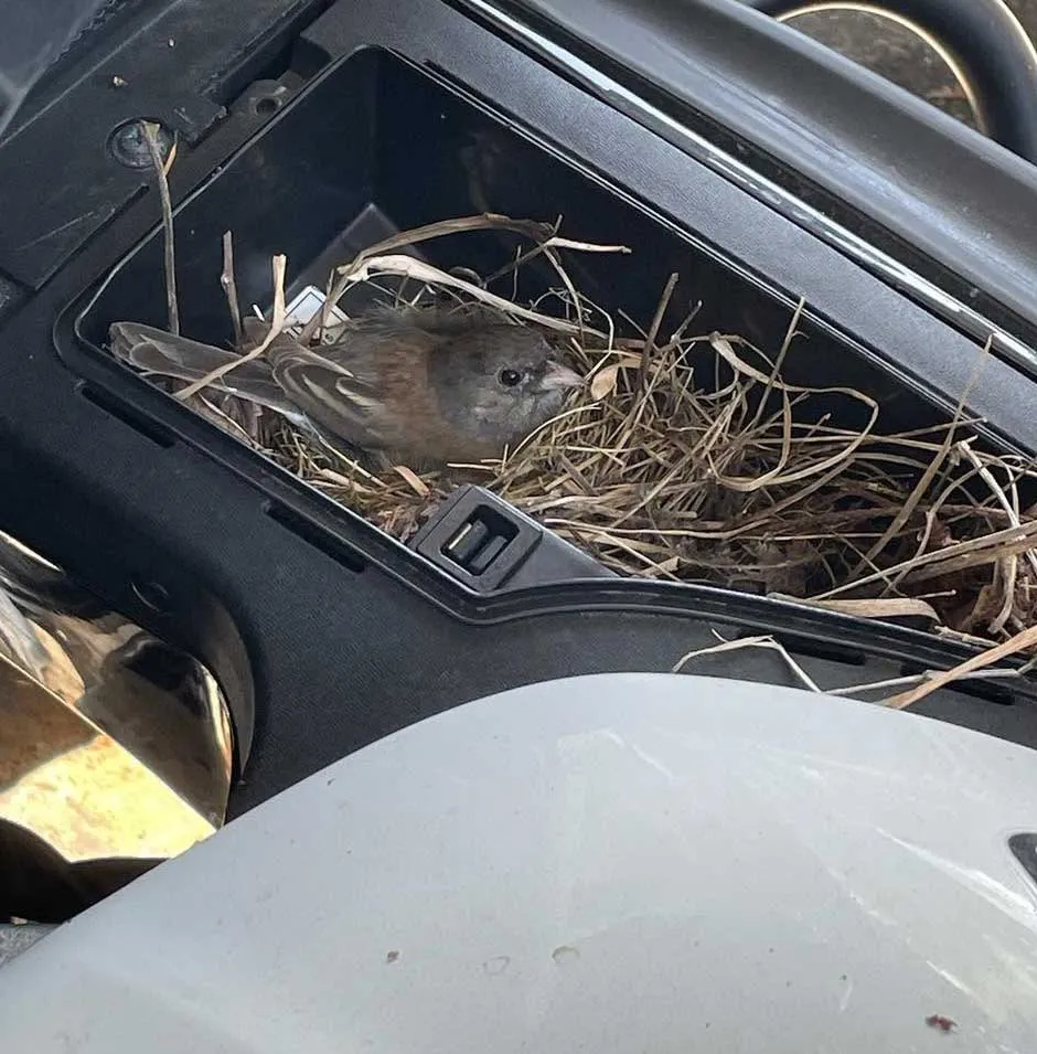 A small bird sitting in a nest that has made inside a compartment of a vehicle
