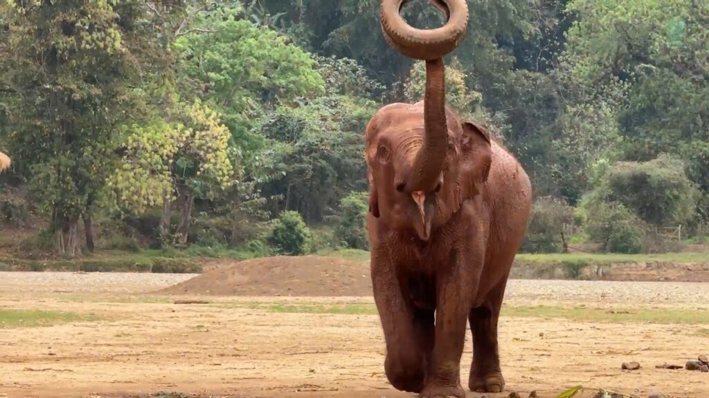 in a large outdoor space, an elephant lifts a car tire over her head.