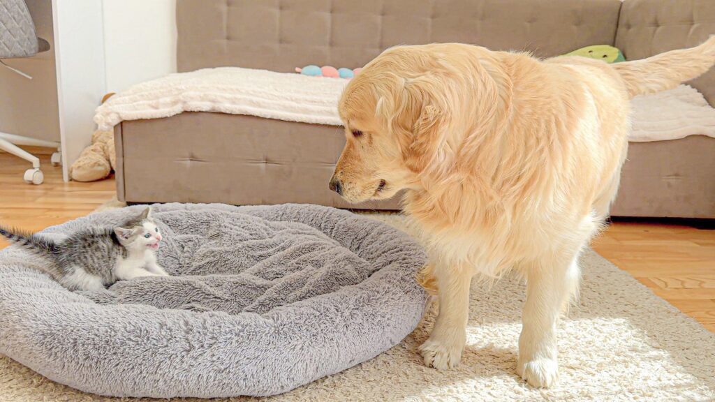 A golden retriever dog stands and contemplates a small gray and white kitten who is taking up his space on a round gray pet bed.