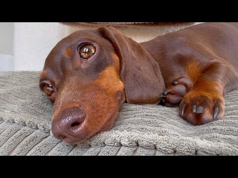 Close up of the face of a dachshund with chocolate brown fur, lying on a cushion