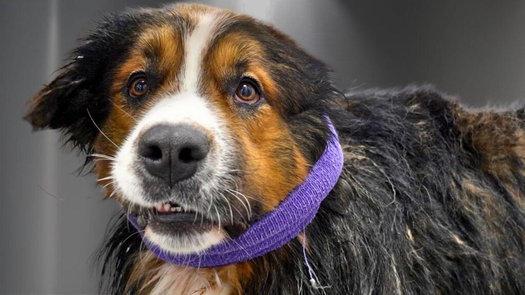 Close up of the face of a Bernese mountain dog, wearing a blue collar around his neck and a concerned puzzled expression on his face.