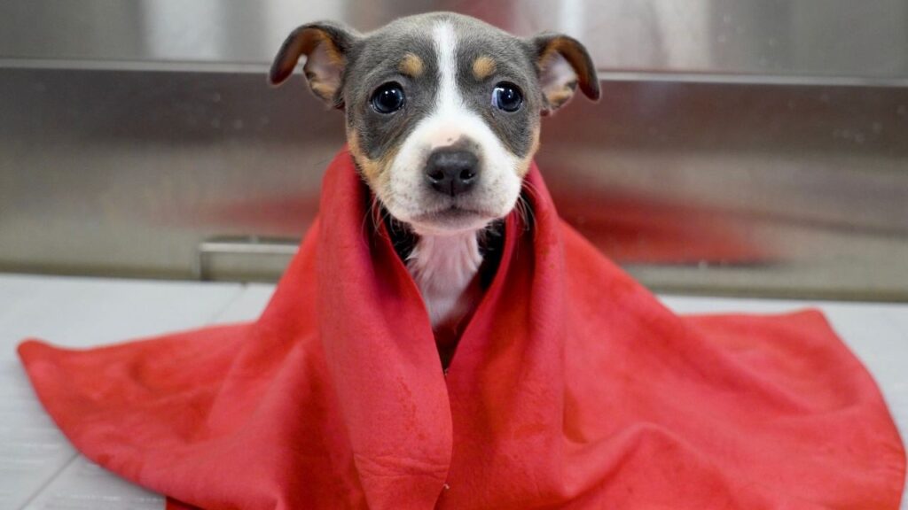 A puppy stands on a table, wrapped in a red towel, looking a bit uncertain about its surroundings.
