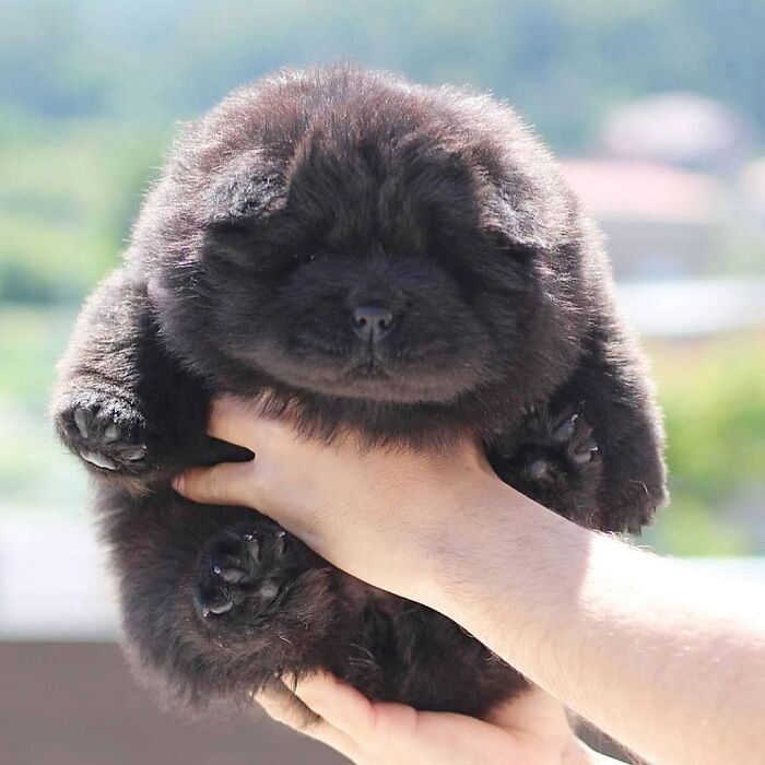 a soft round puppy with dark grey fur is being held in the air by a pair of hands.