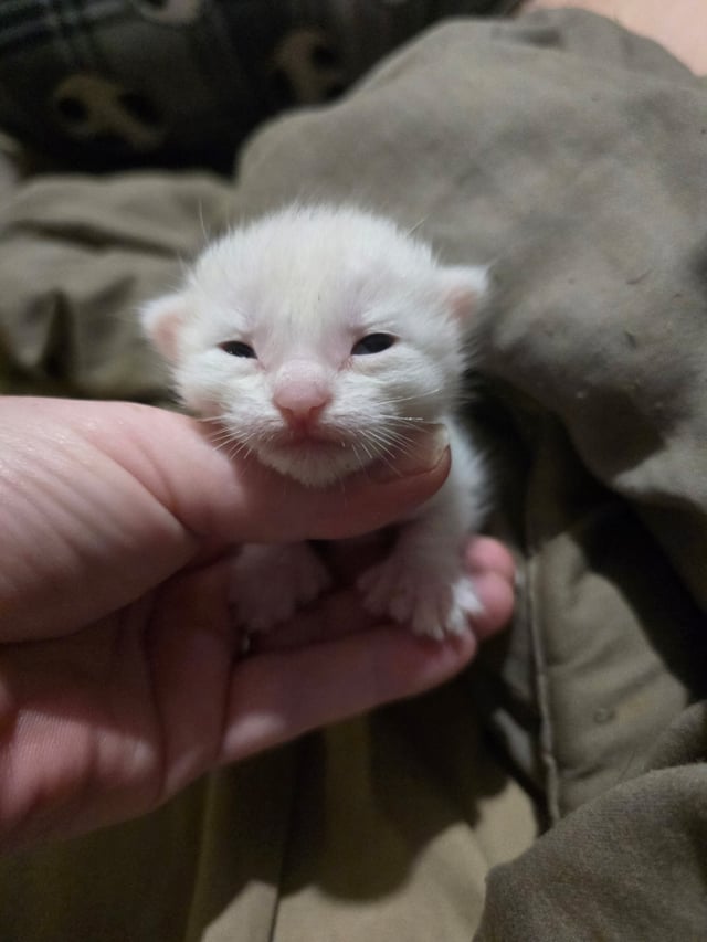Close up of the face of a white kitten resting his chin on a human hand.