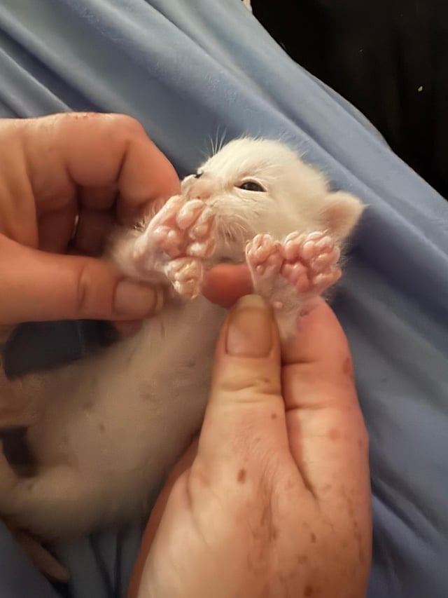 A small kitten with white fur lies on his back while a pair of human hands hold up the kitten's paws, which have three extra toes on each.