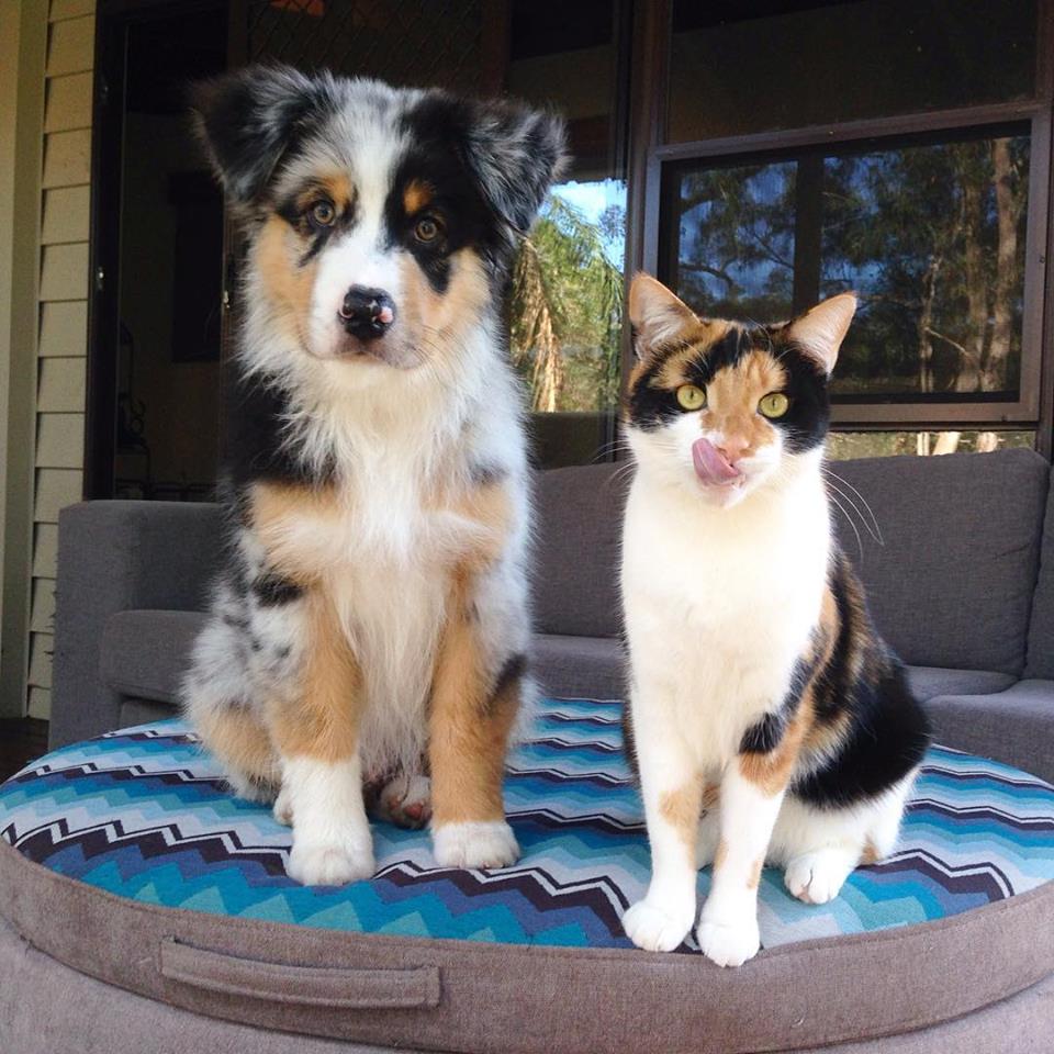 A border collie dog sits next to a cat. Both animals have nearly identical calico markings.