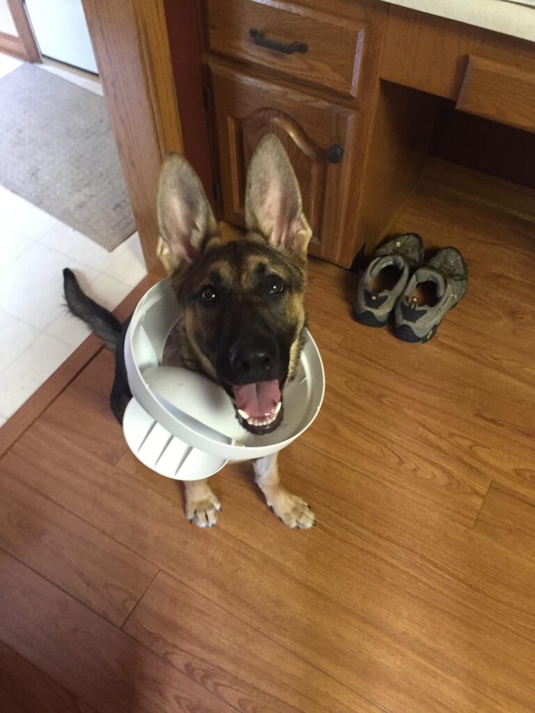 A German Shepherd puppy looks up at you with a happy expression on his face. Around his neck is the lid of a small trash can.