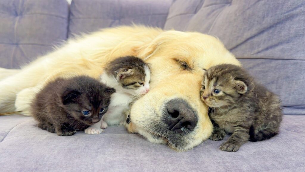 A Golden retriever dog sleeps on a sofa while three kittens huddle around his head