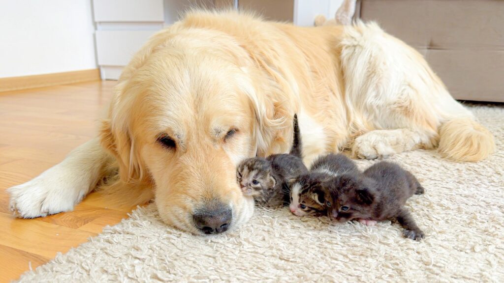 Three small kittens lie on a rug next to a large golden retriever dog.