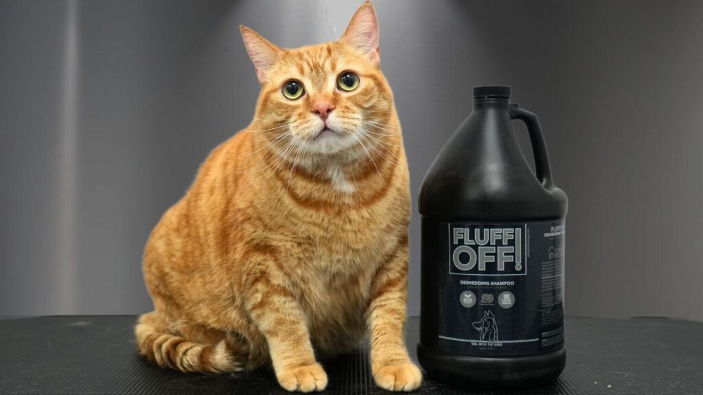 A very large house cat with orange fur sits on a groomers table next to a black plastic bottle labeled Fluff Off.