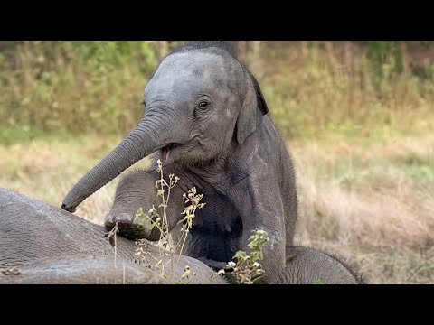 A baby elephant climbs onto the head of its mother, who is resting on the ground.