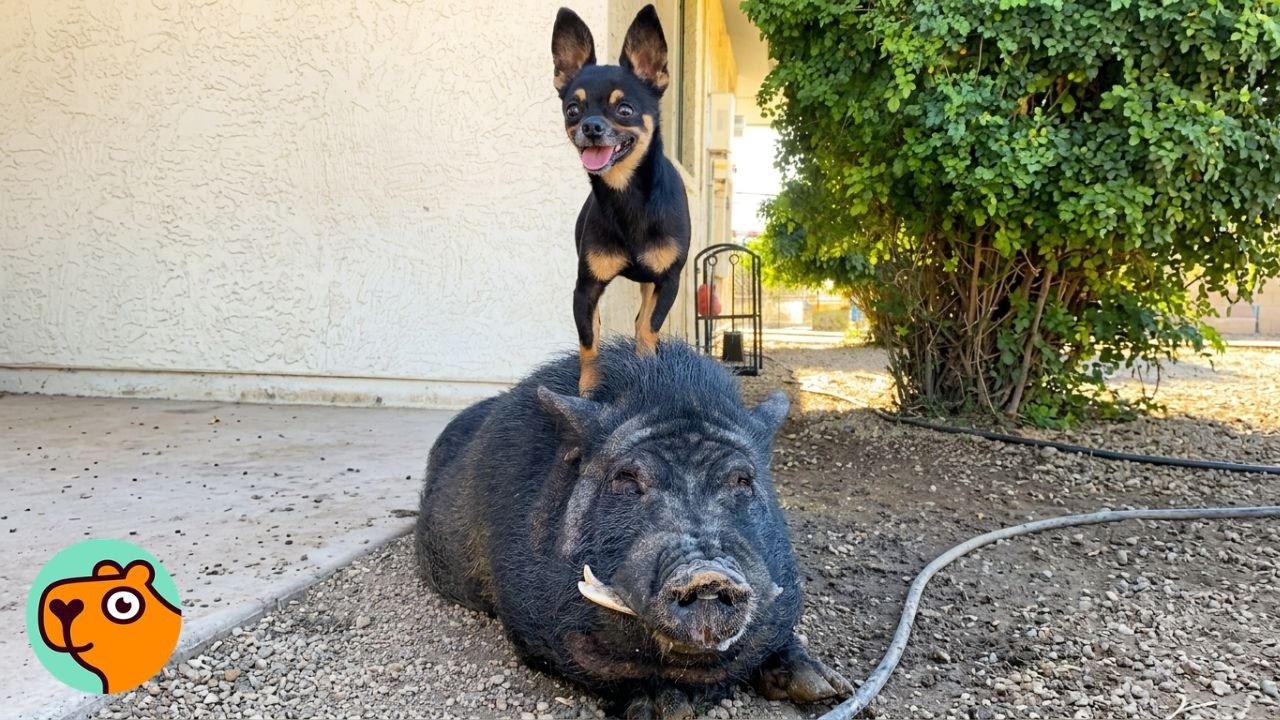 A chihuahua dog stands on the back of a pig.