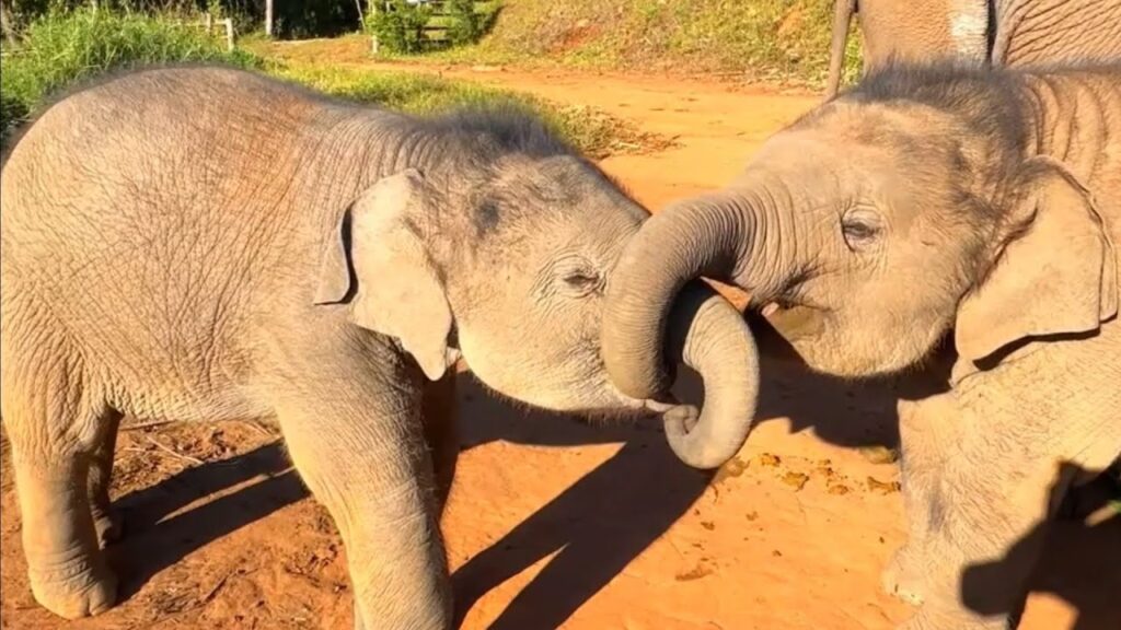 Two baby elephants play together with their trunks intertwined.