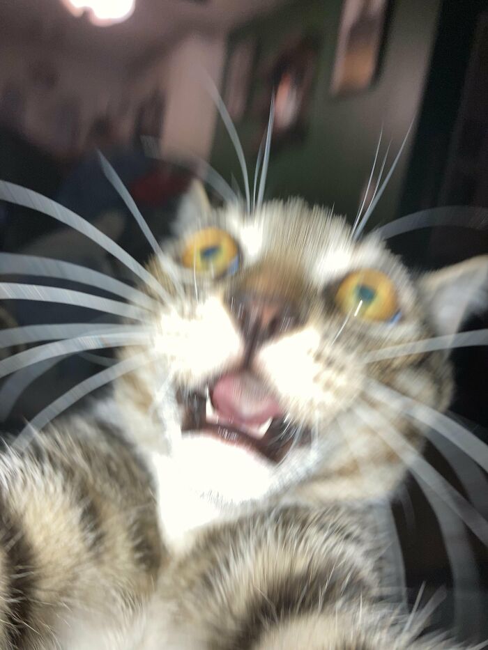 Blurry photo of a cat with eyes wide open and a shocked expression.