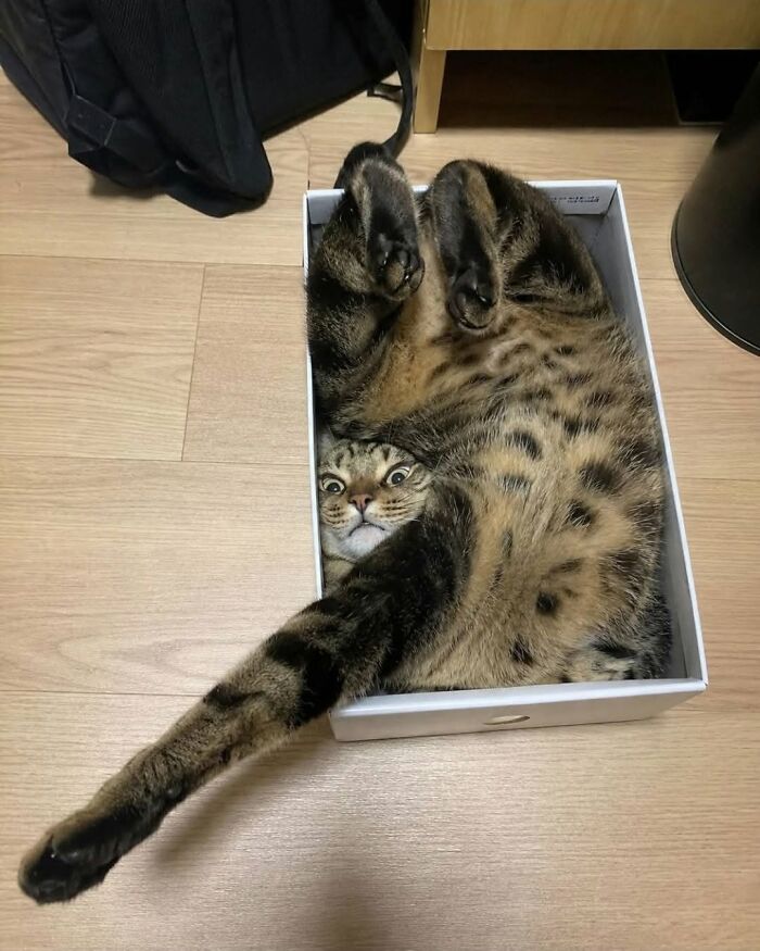 A cat lies in a box photograph from overhead. The cats arm, legs and head are all in strange positions.