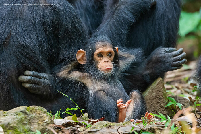 A baby chimpanzee reclines on its back with its hands tucked behind its head.
