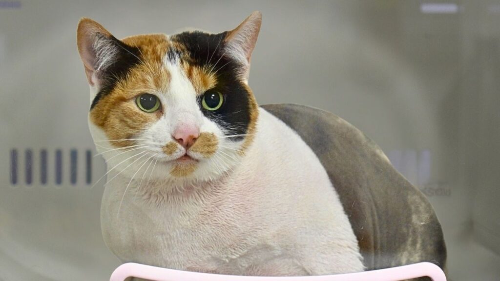 A calico cat with white fur on its chest and orange and black patches around either eye.