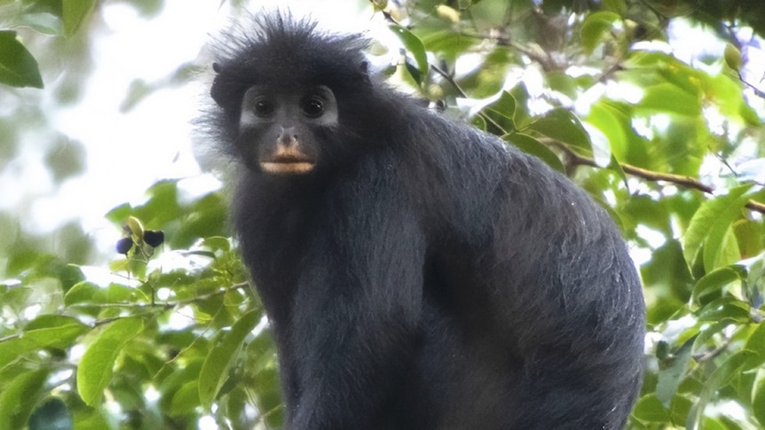 A monkey with orange colored lips stands on a tree branch.