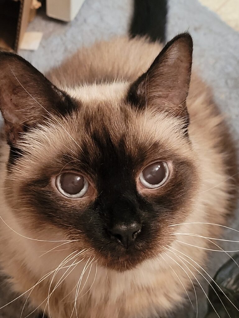 A cat looks in your direction with large dilated pupils.
