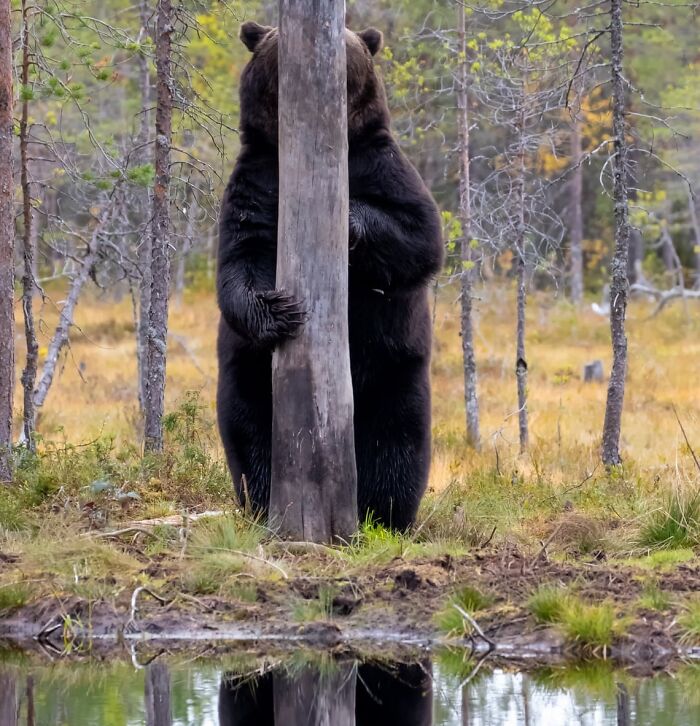 A bear attempts to hide behind a tree, but the tree is too thin to conceal the bear