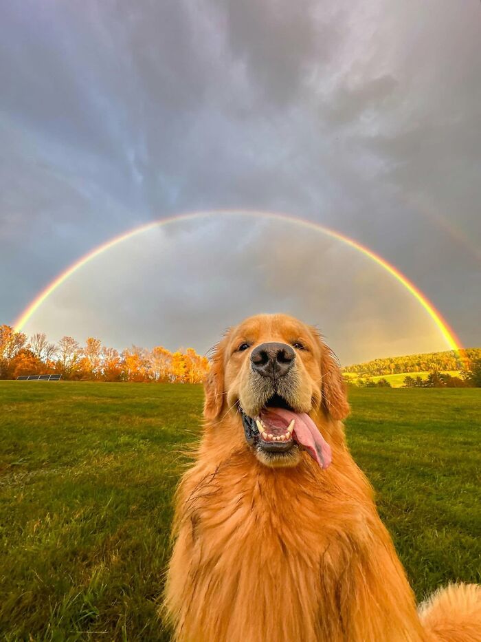 A golden retriever stands in a field with its mouth open and tongue hanging out, in front of a perfect rainbow in the distance.
