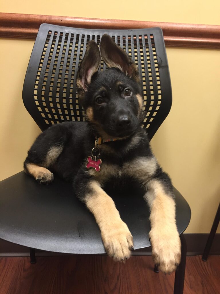 Plus the occasional message from outer space. A German Shepherd puppy sits on a plastic chair. Its paws dangle down in front, and its large ears seem to join together at the top of its head.