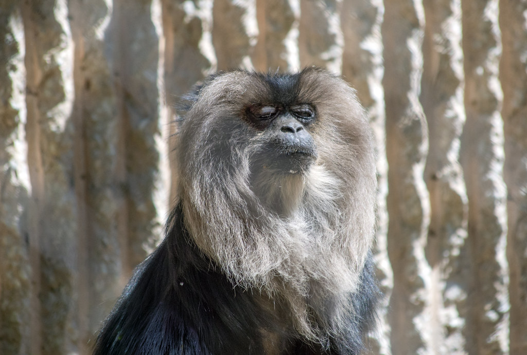 Close-up of the face of a monkey with a very distinctive mustache and eyebrows so large that they seem to blend into one another