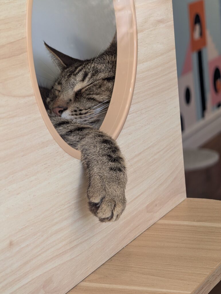More like INaction, but whatevs. A cat sleeps inside a wooden enclosure with a round entrance. The cat's paw dangles outside the opening.