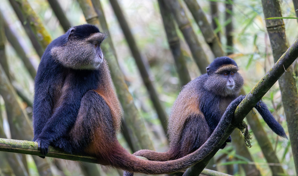 Two monkeys are sitting on a tree branch. One monkey is attending to the very long tail of the other.