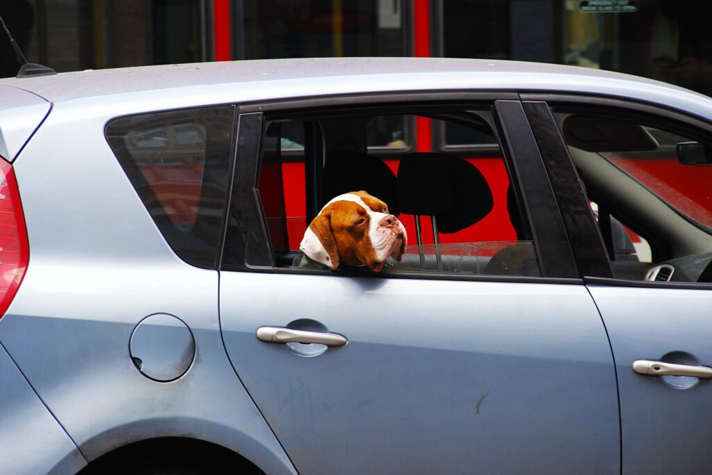 A boxer dog leans its head out of the open window of the back seat of a car