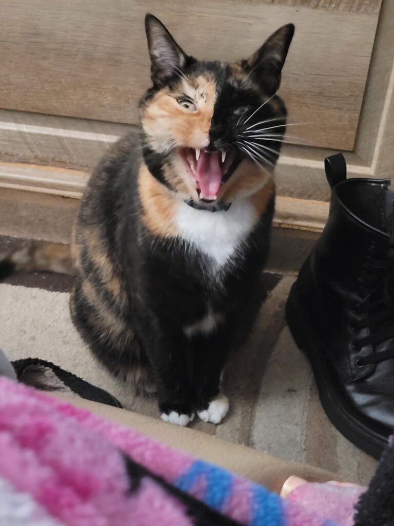 So now I'll steal yours! MUAH-hah-haa! The same cat, photographed in the middle of yawning, creating the appearance of an evil smile.