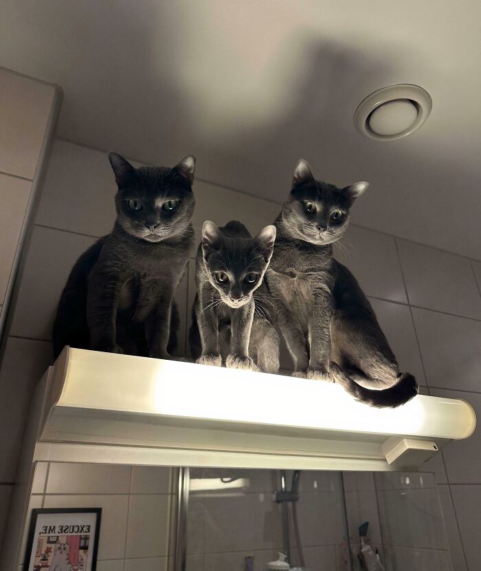 Three cats stand together looking down at you from a high place. They are lit from below in a way that makes them look ominous.