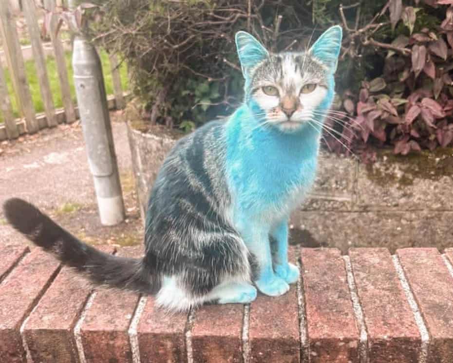 A cat with blue coloring on a portion of its fur.