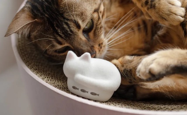 A cat looks at an earbud case shaped like a cat 