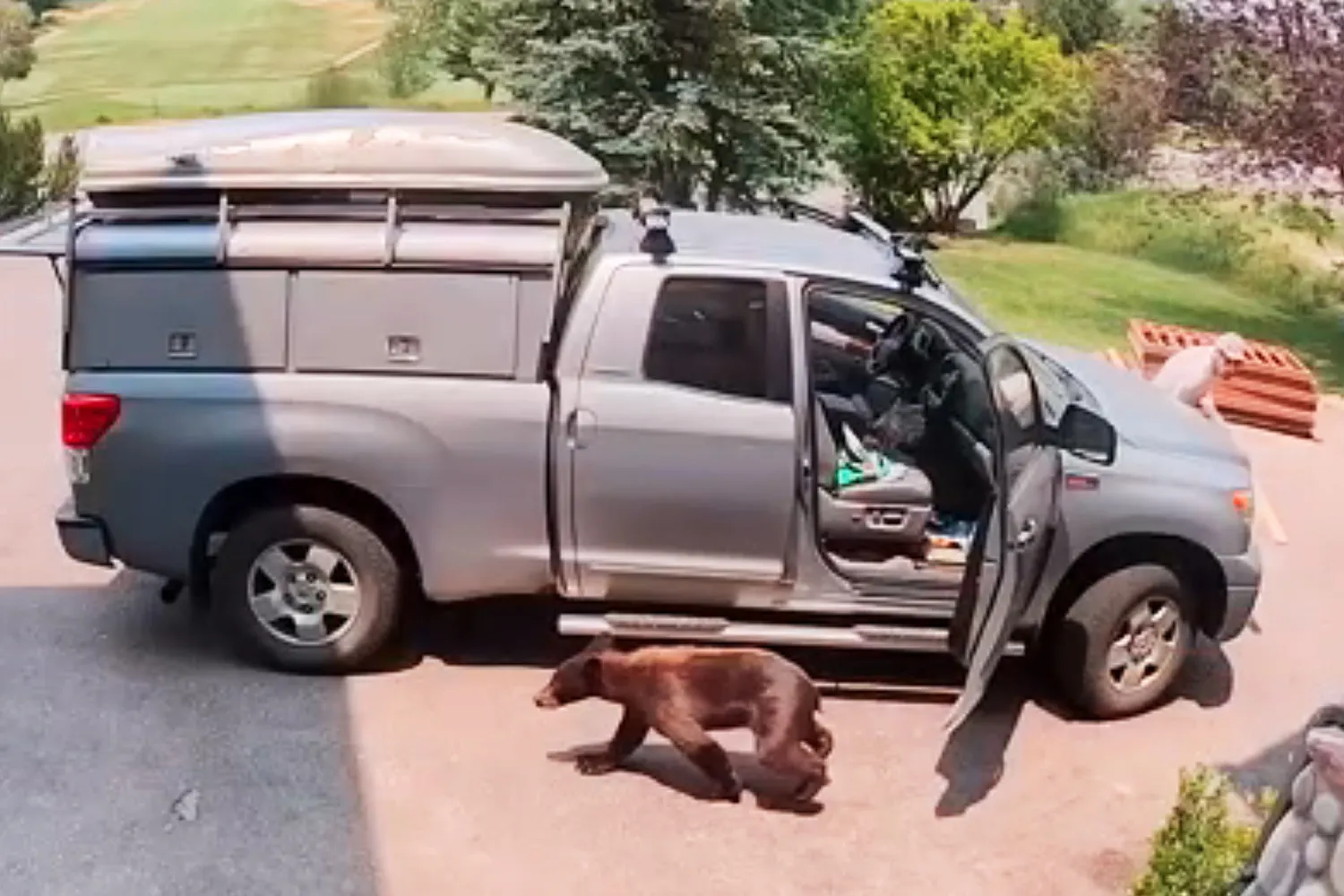 A bear cub walks past the open door of a pickup truck