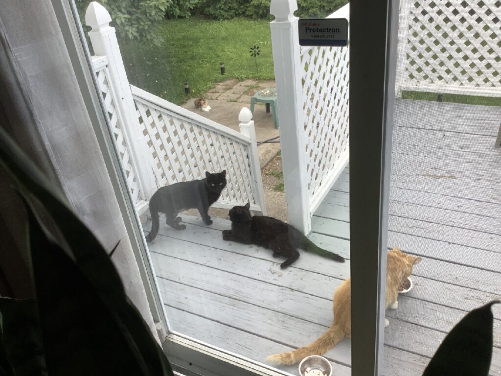 Three cats sit on an outdoor deck. Two of the cats have black fur, and one cat eating from a bowl has orange fur.