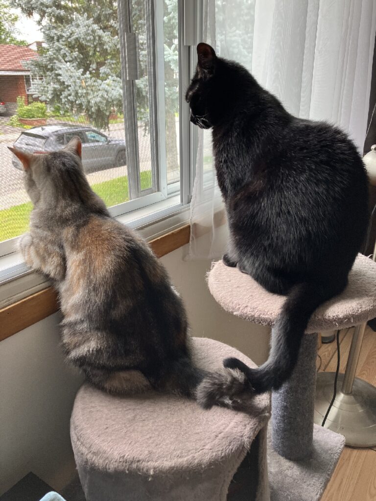 Two cats sit on a cat perch facing away from us and look out of a window.