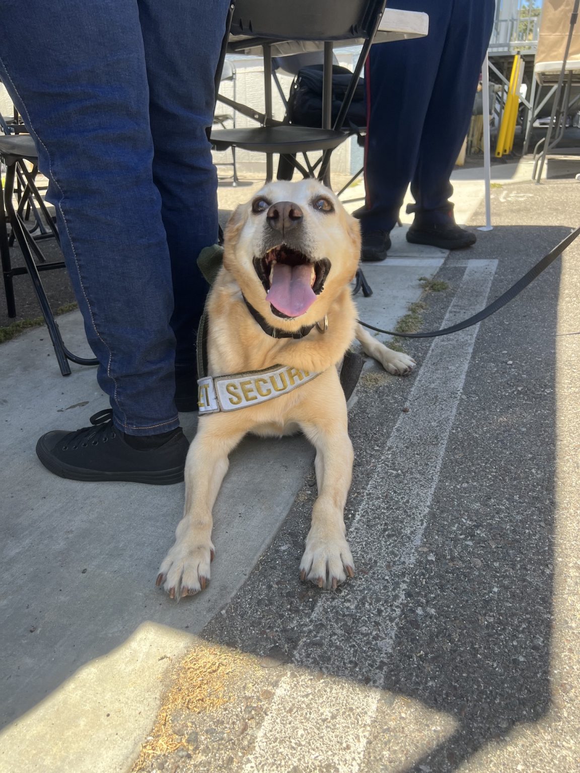 A golden retriever dog wearing a harness labeled "Security"