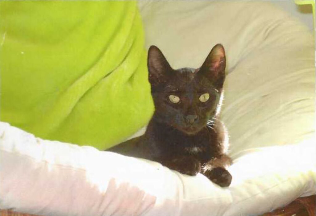 A black cat reclines on a cushion and looks at you.