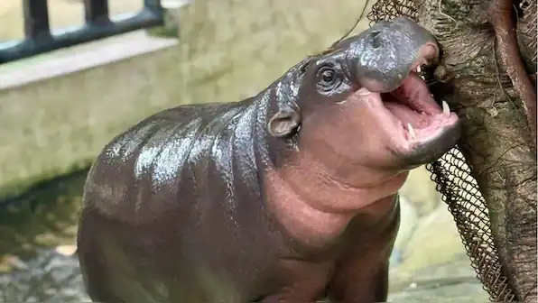 Moo Deng, a young pygmy hippo, opens her mouth.