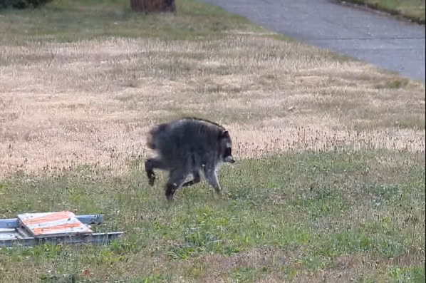 Photo of a raccoon with a deformed spine that makes it shorter than normal.