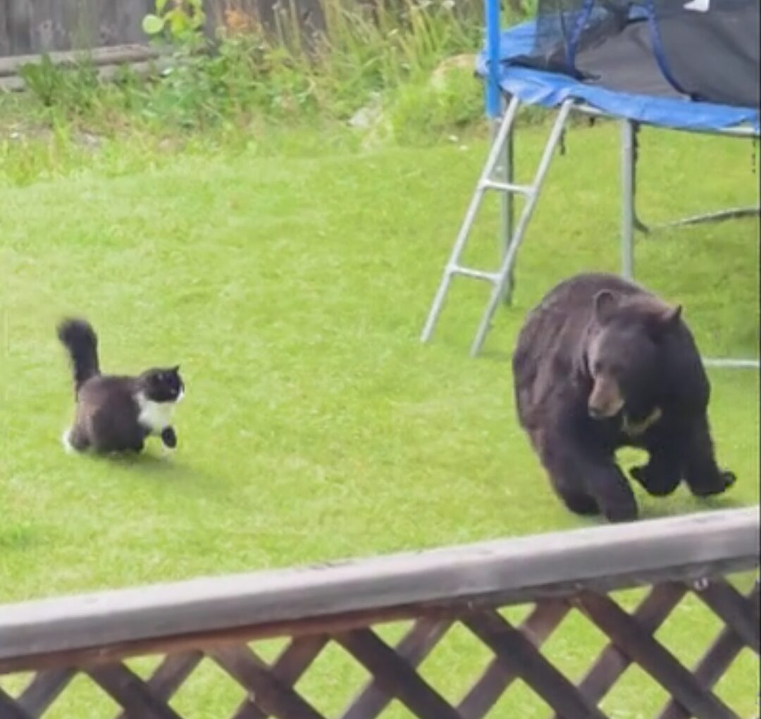 A cat chases a bear in a suburban backyard.