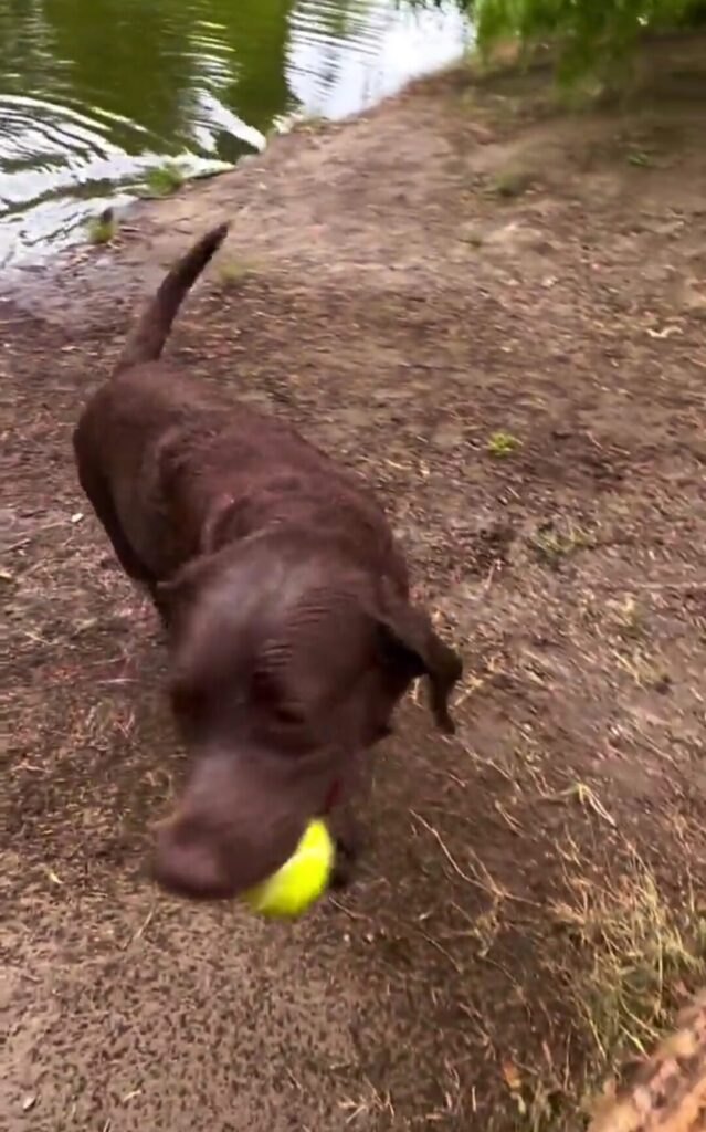 A brown Labrador retriever dog emerges from the water of a lake carrying a tennis ball in its mouth.