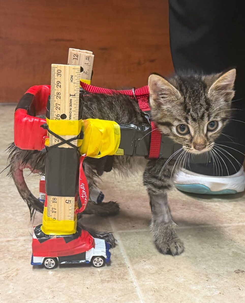 A small kitten with paralysis wears a makeshift wheelchair constructed with two wooden rulers and Hot Wheels toy cars.