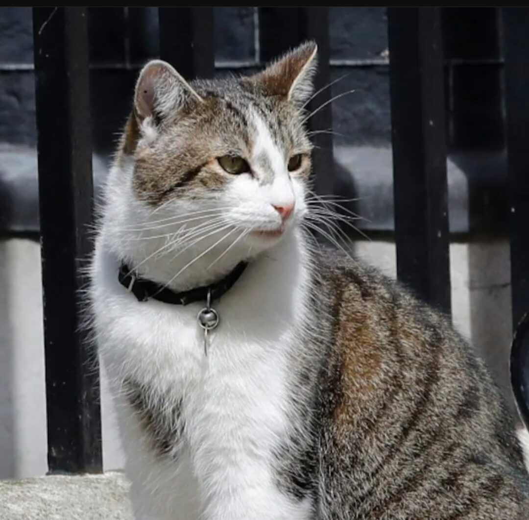 Larry, the famous Downing Street cat.