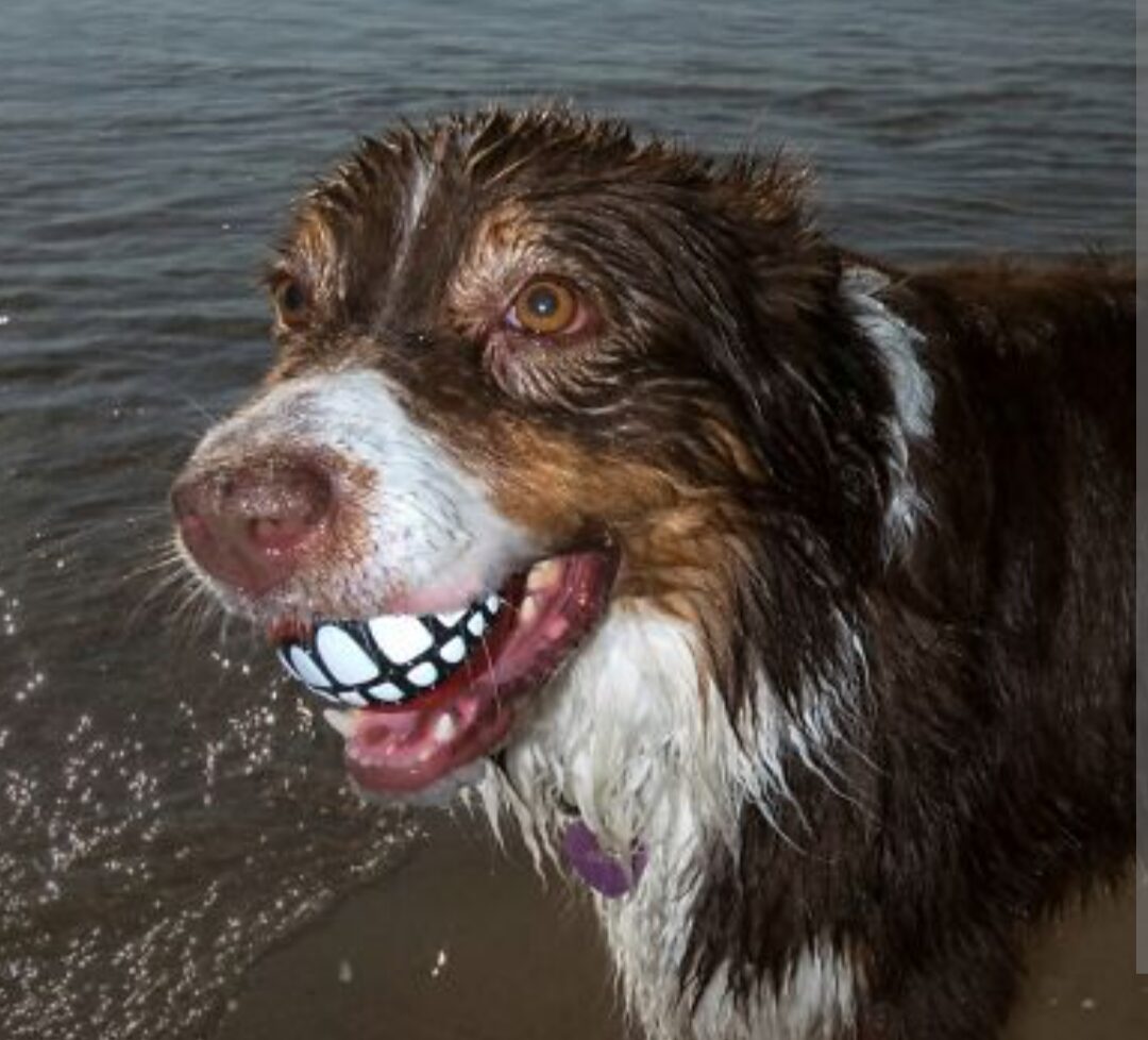 A dog standing on the beach holds a ball in his mouth. The ball has a pattern of human teeth that makes it look like the dog is grinning.