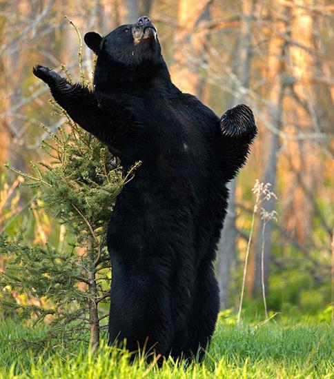 A black bear stands on its back legs raising one paw and looking to the heavens, as if reciting a dramatic monologue.