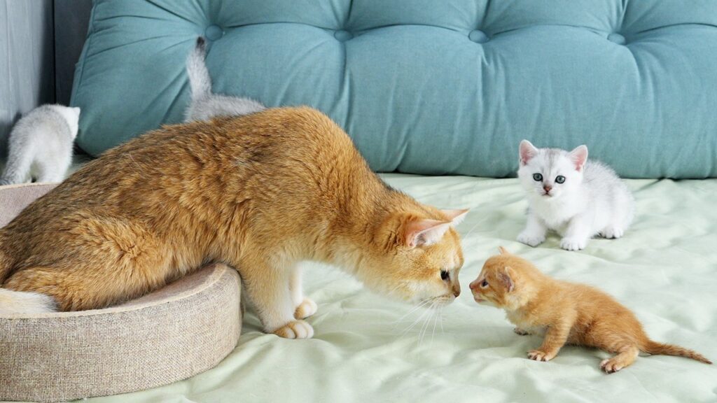 An adult cat lowers her head to sniff the face of a small kitten. In the background three other kittens are exploring.